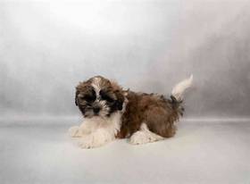 Shih Tzu