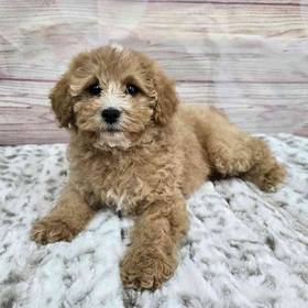 Cavapoo