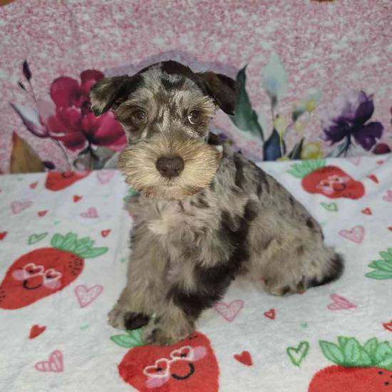 Mini Schnauzer