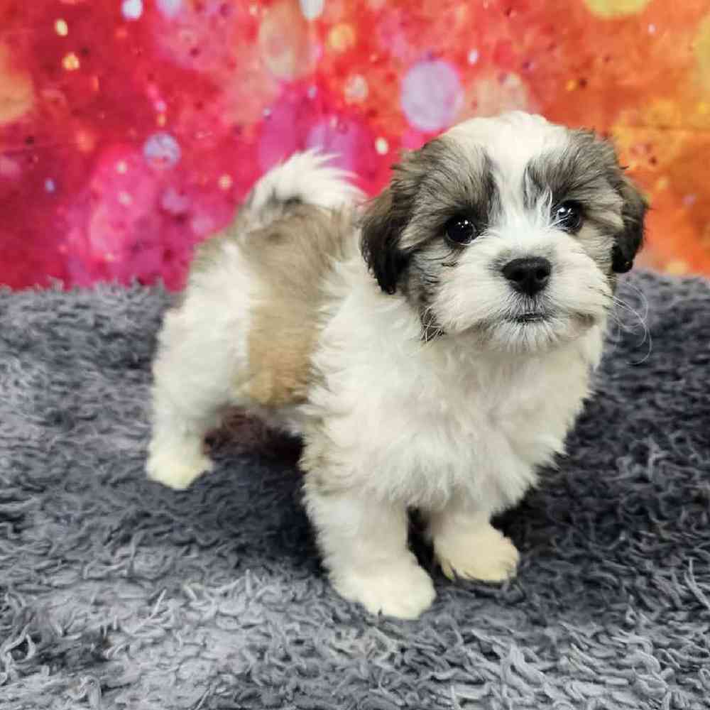Male Teddy Bear Puppy for Sale in Virginia Beach, VA