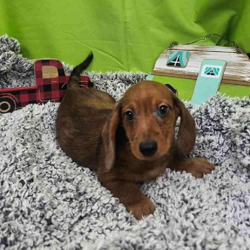 Male Dachshund Puppy for Sale in Virginia Beach, VA