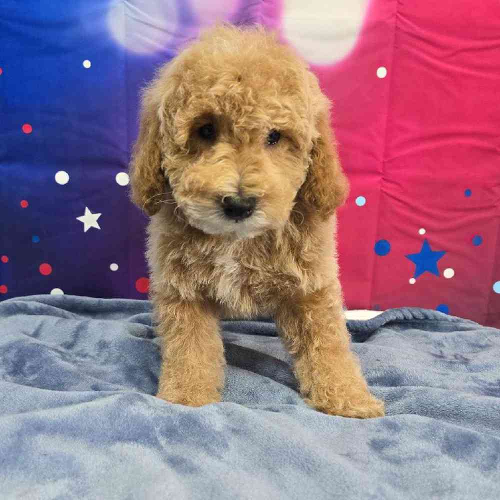 Male Mini Poodle Puppy for Sale in Virginia Beach, VA