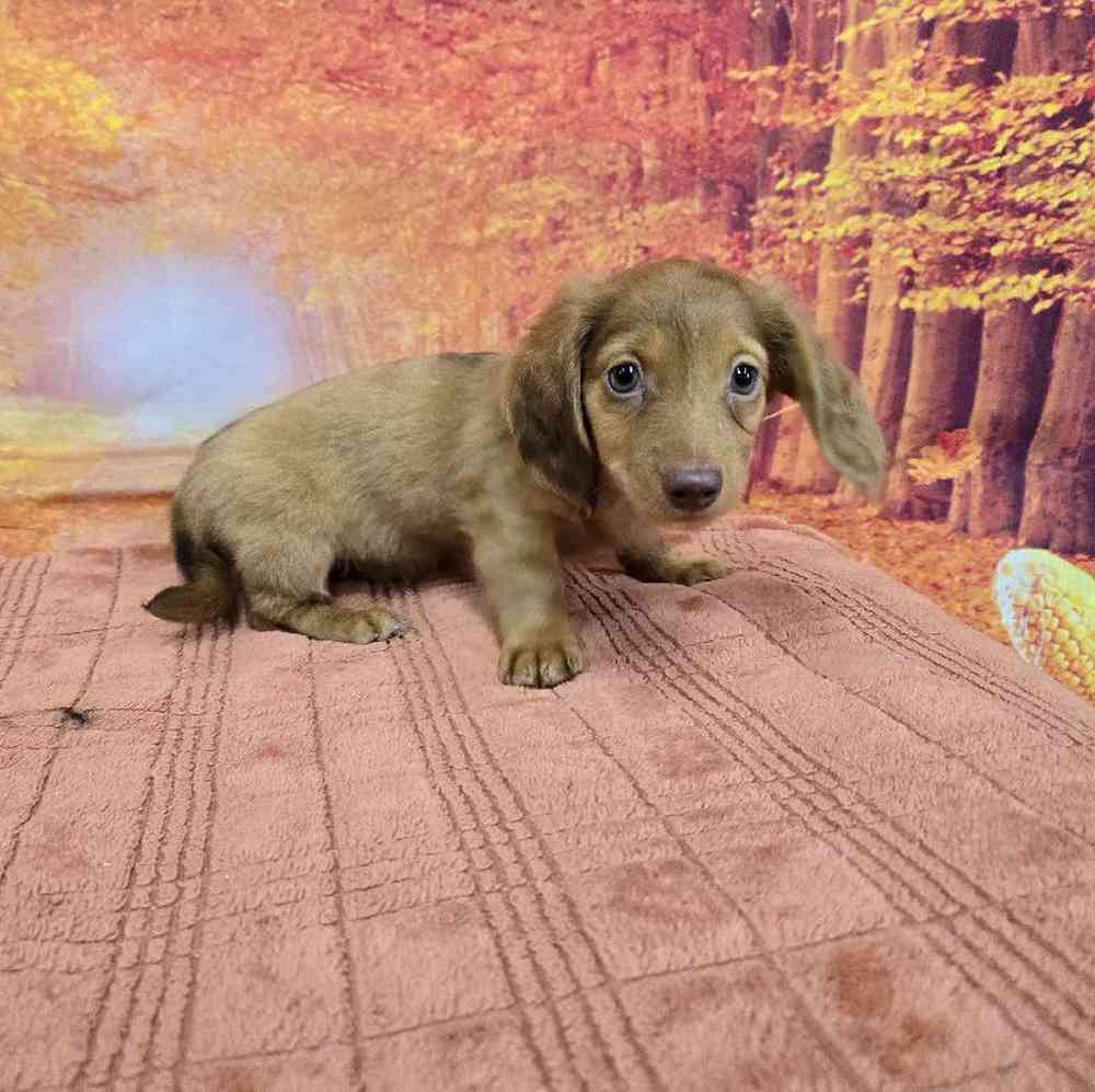 Female Dachshund Puppy for Sale in Virginia Beach, VA