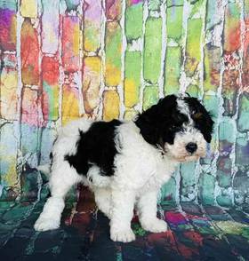 Bernedoodle
