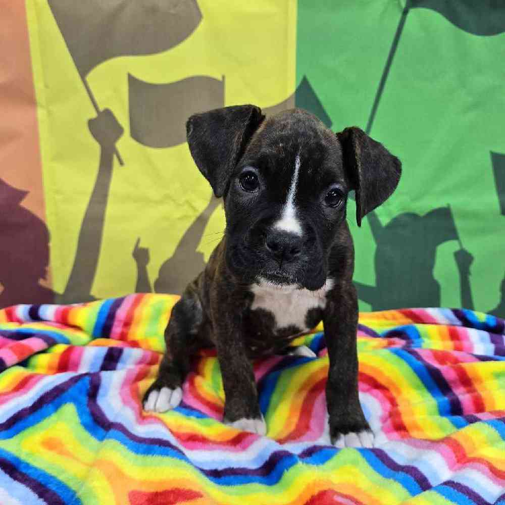 Female Boxer Puppy for Sale in Virginia Beach, VA