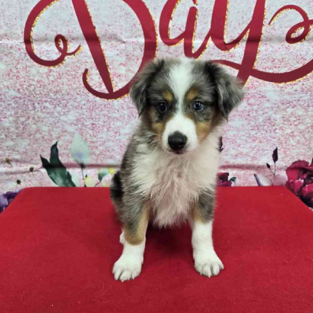 Male Mini Aussie Puppy for Sale in Virginia Beach, VA