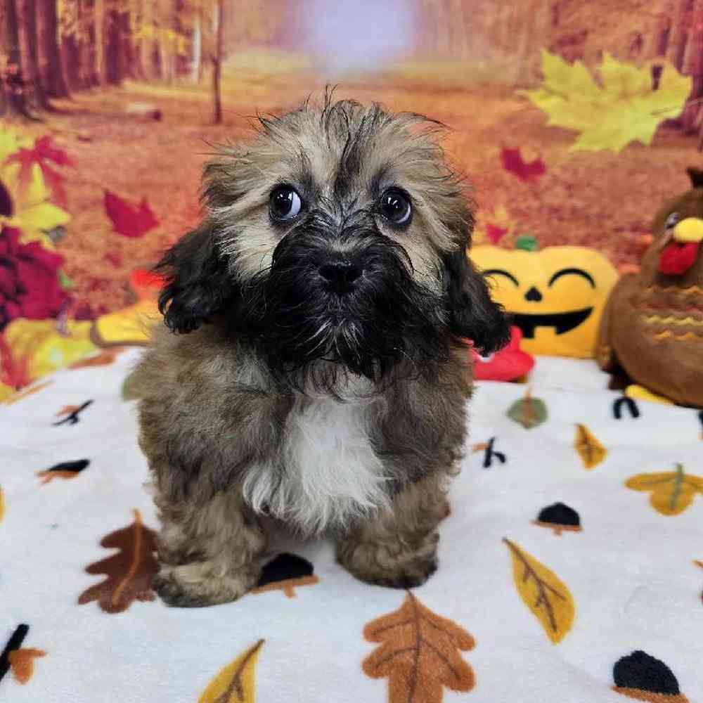 Male Shipoo Puppy for Sale in Virginia Beach, VA