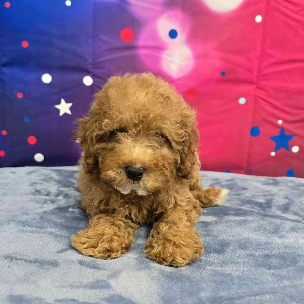 Female Mini Poodle Puppy for Sale in Virginia Beach, VA