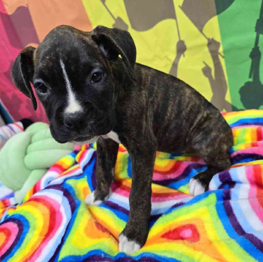 Female Boxer Puppy for Sale in Virginia Beach, VA