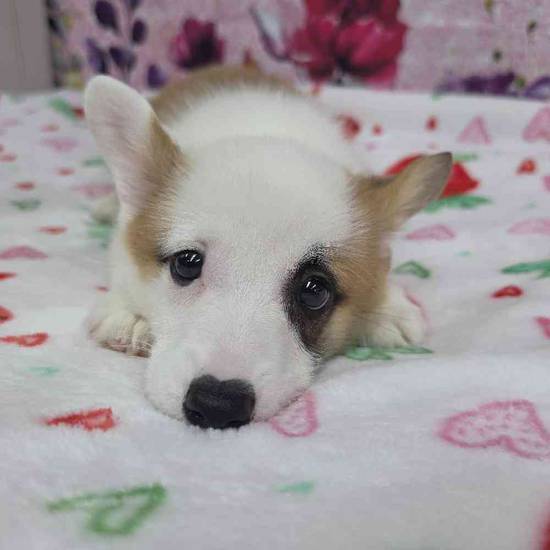 Pembroke Welsh Corgi