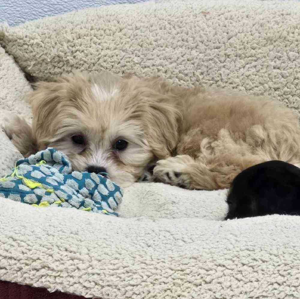 Female Shipoo Puppy for Sale in Virginia Beach, VA