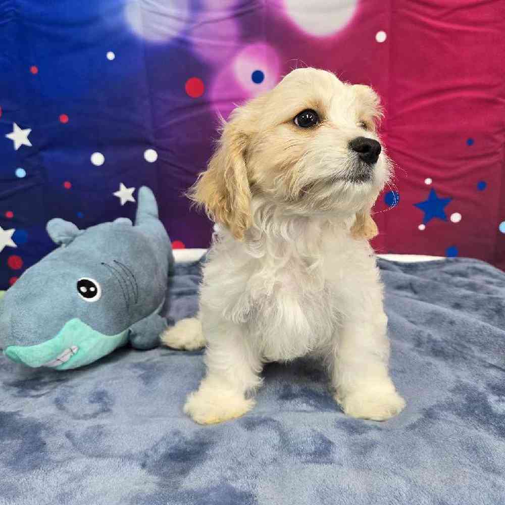 Female Cavachon Puppy for Sale in Virginia Beach, VA