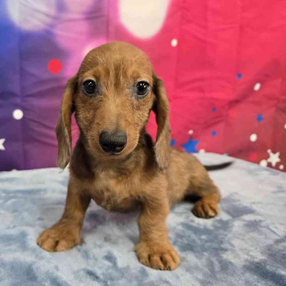 Male Dachshund Puppy for Sale in Virginia Beach, VA