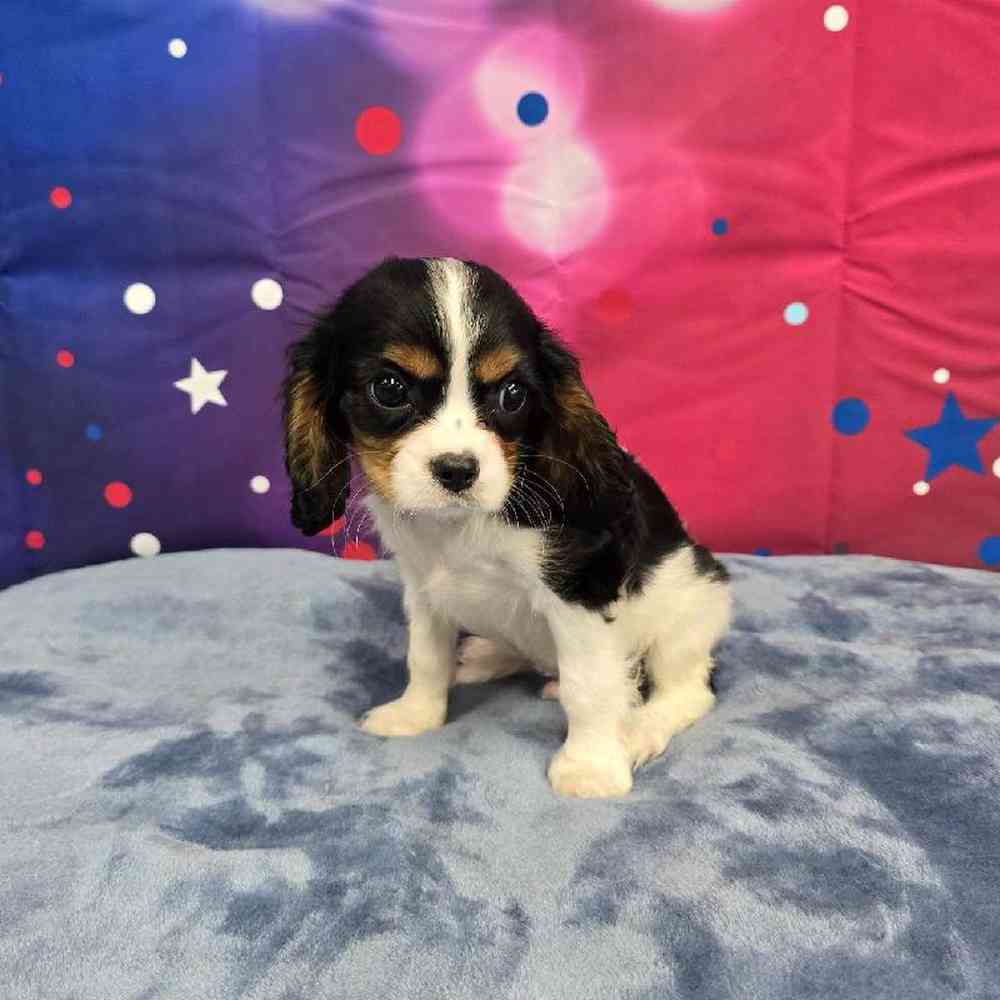 Male Cavalier King Charles Spaniel Puppy for Sale in Virginia Beach, VA