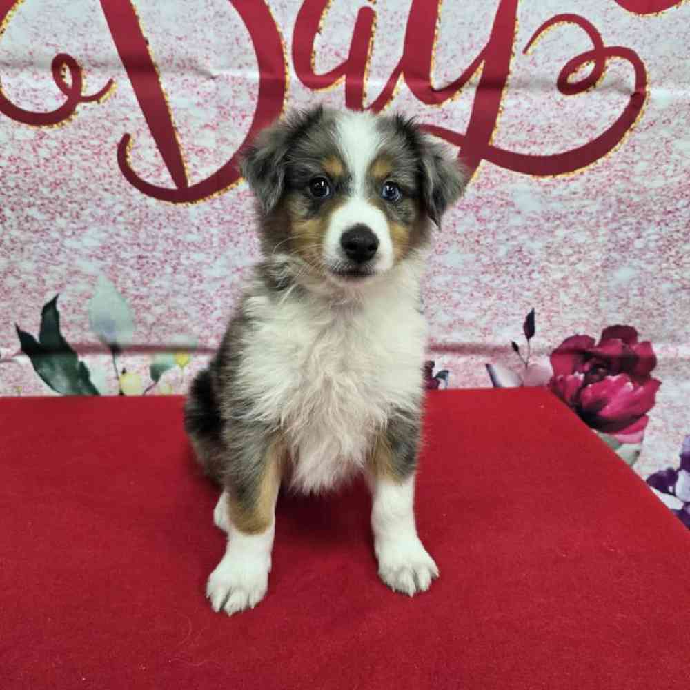 Male Mini Aussie Puppy for Sale in Virginia Beach, VA