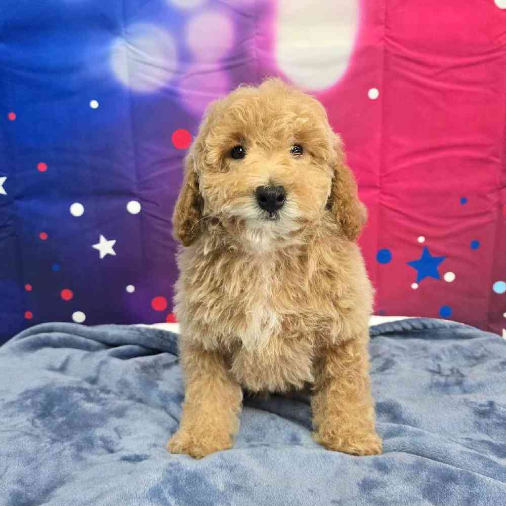 Male Mini Poodle Puppy for Sale in Virginia Beach, VA