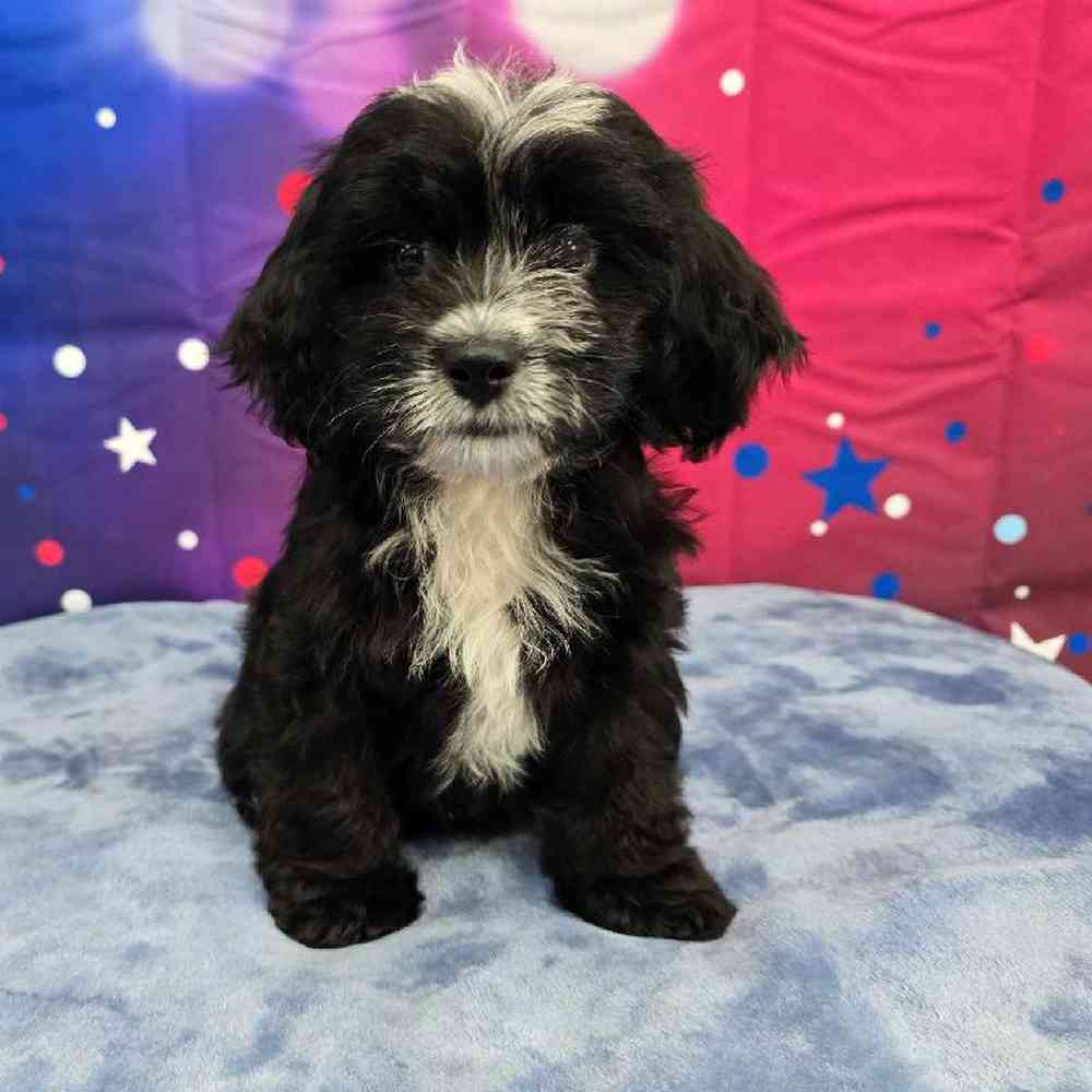 Female Shipoo Puppy for Sale in Virginia Beach, VA