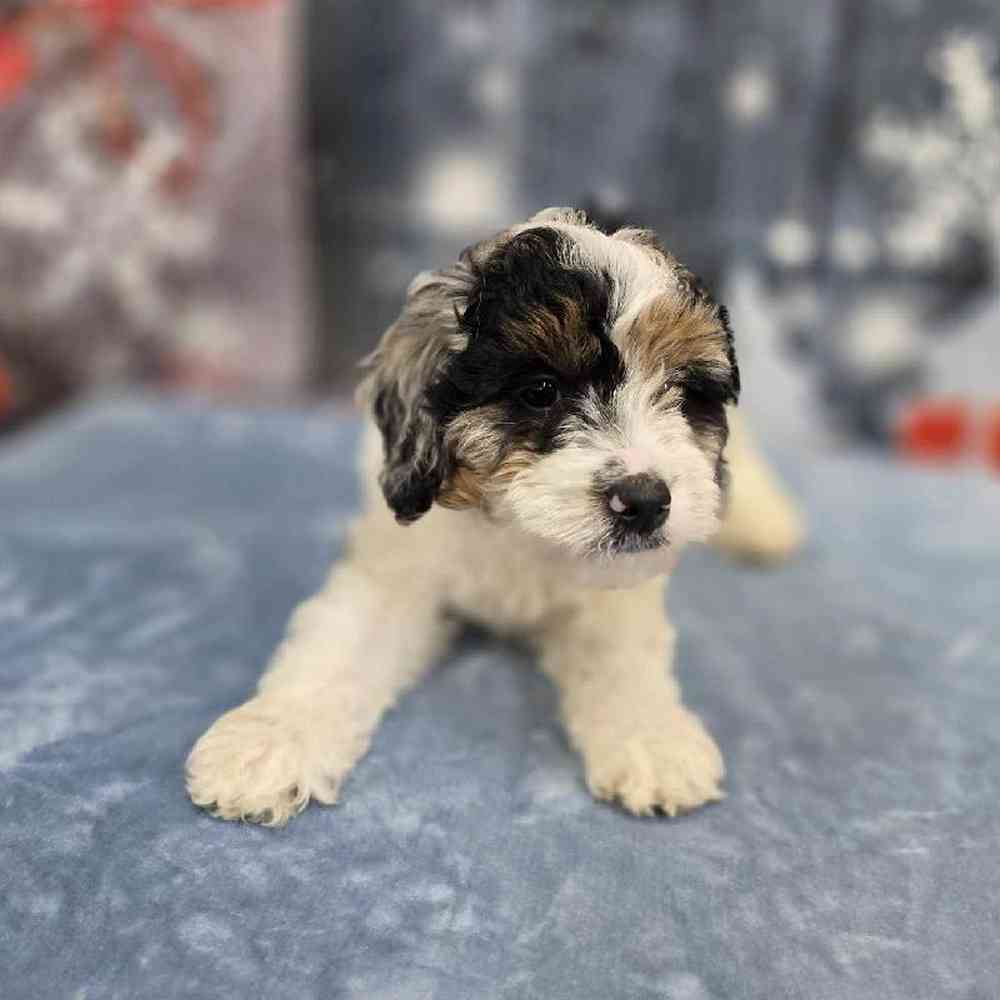 Male Mini Bernadoodle Puppy for Sale in Virginia Beach, VA