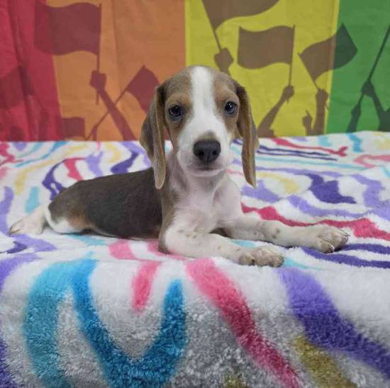Beagle