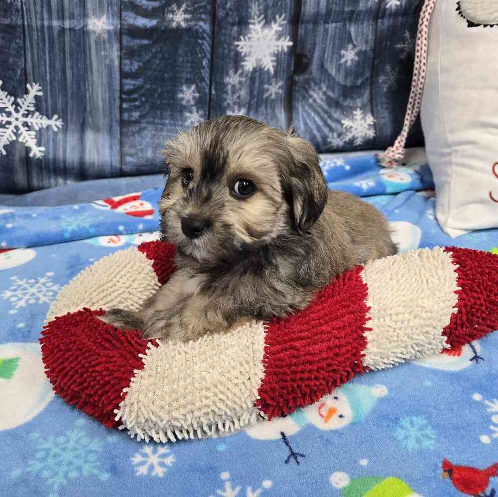 Male Havanese Puppy for Sale in Virginia Beach, VA