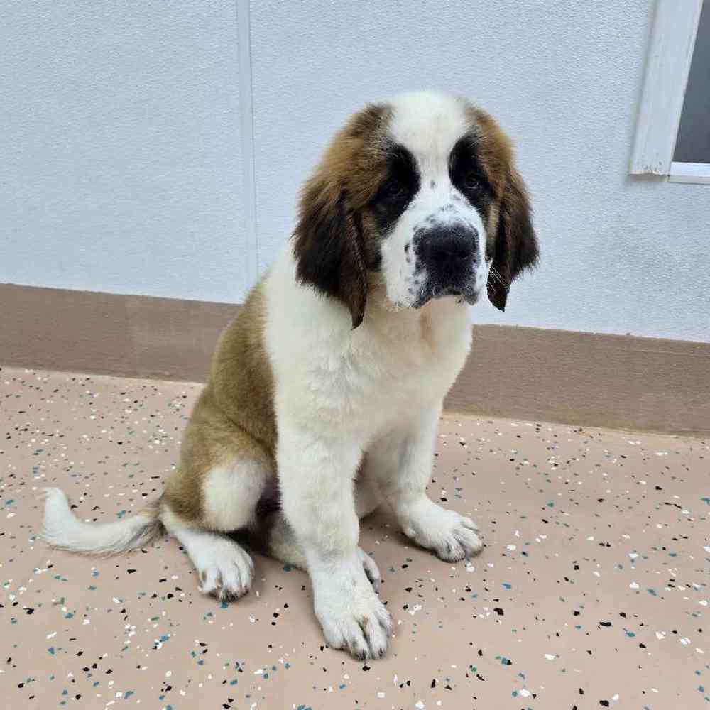 Female Saint Bernard Puppy for Sale in Virginia Beach, VA