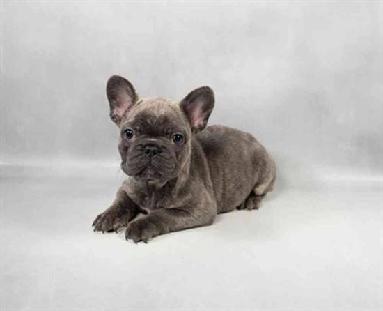 French Bulldog
