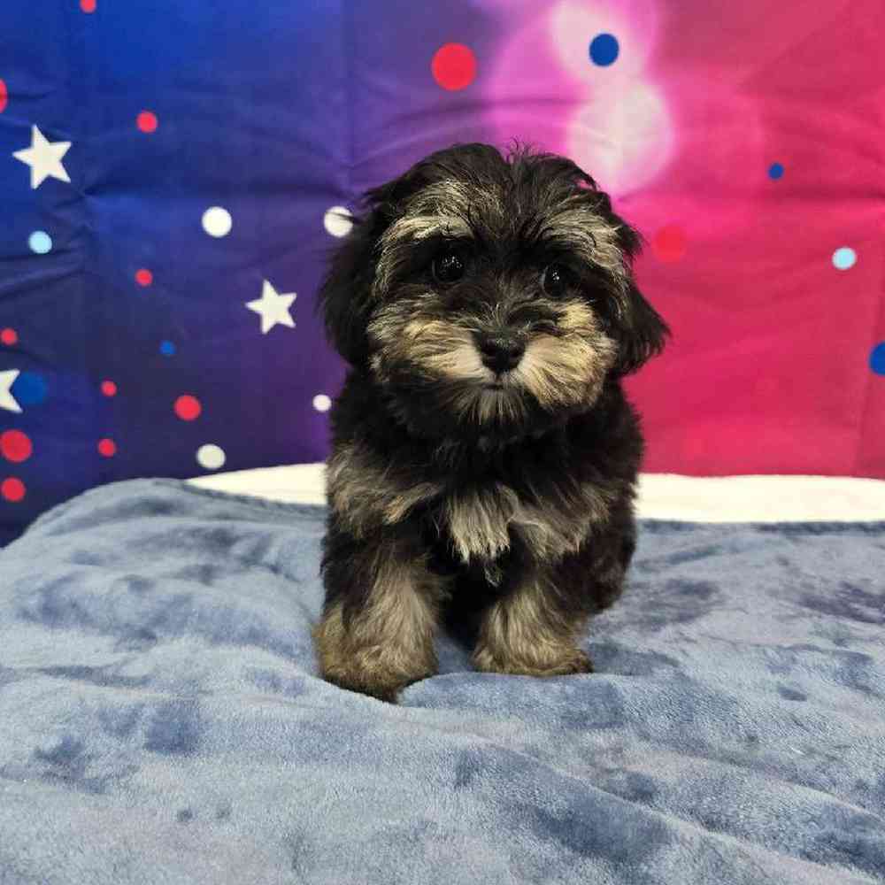 Female Havapoo Puppy for Sale in Virginia Beach, VA