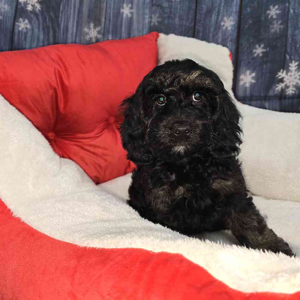 Female Cockapoo Puppy for Sale in Virginia Beach, VA