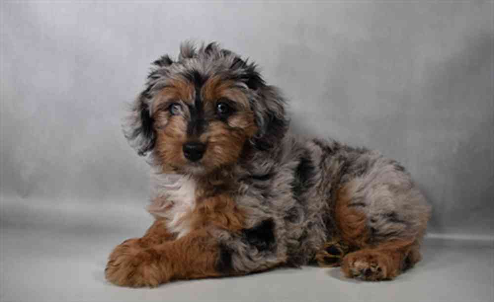 carousel pet images