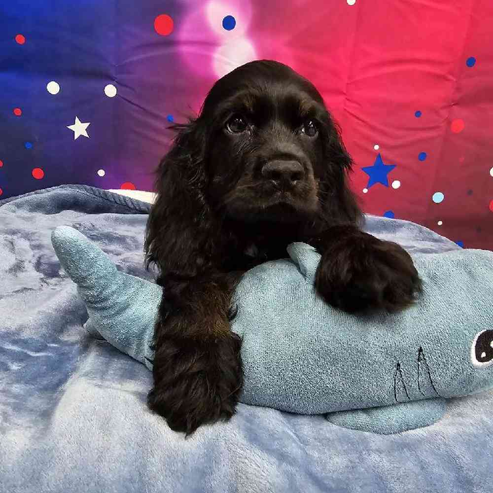 Male Cocker Spaniel Puppy for Sale in Virginia Beach, VA