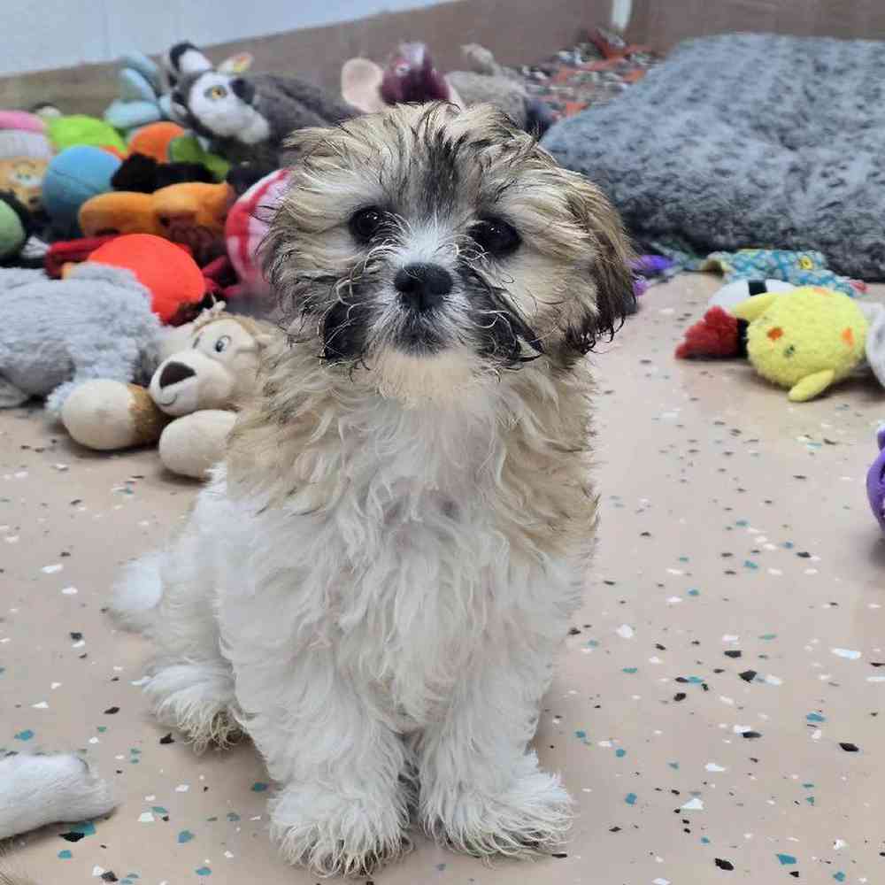 Female Teddy Bear Puppy for Sale in Virginia Beach, VA