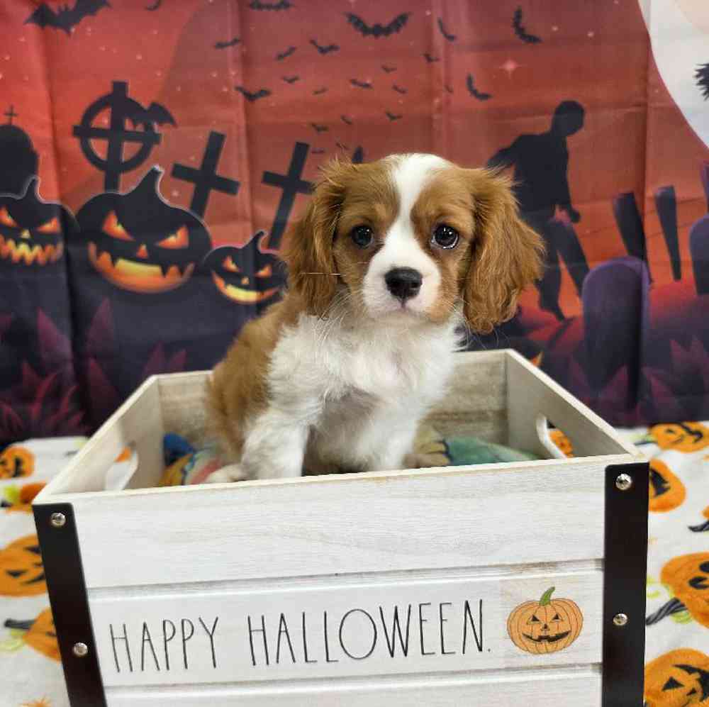 Female Cavalier King Charles Spaniel Puppy for Sale in Virginia Beach, VA