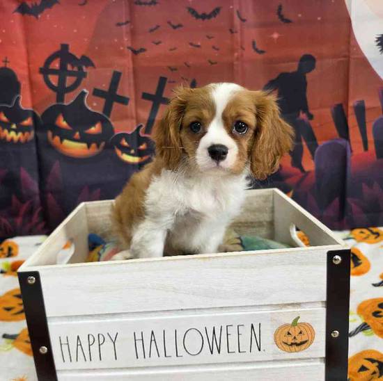 Cavalier King Charles Spaniel