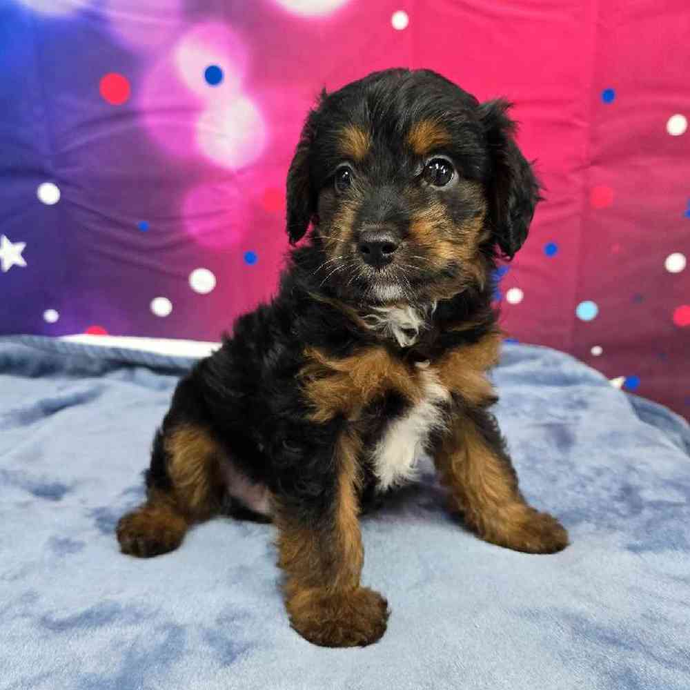 Male Mini Aussiedoodle Puppy for Sale in Virginia Beach, VA