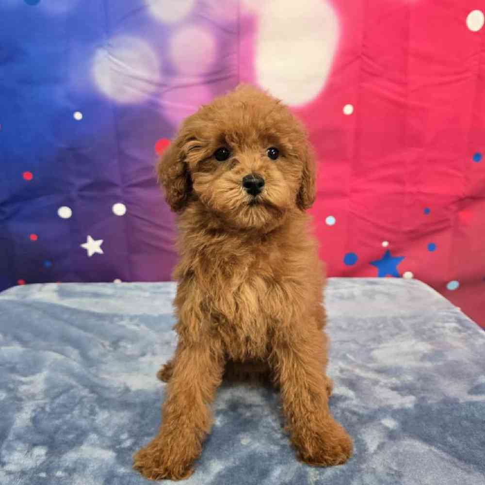 Female Poodle Puppy for Sale in Virginia Beach, VA