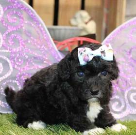Cockapoo