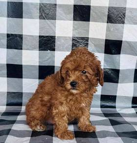 Cavapoo