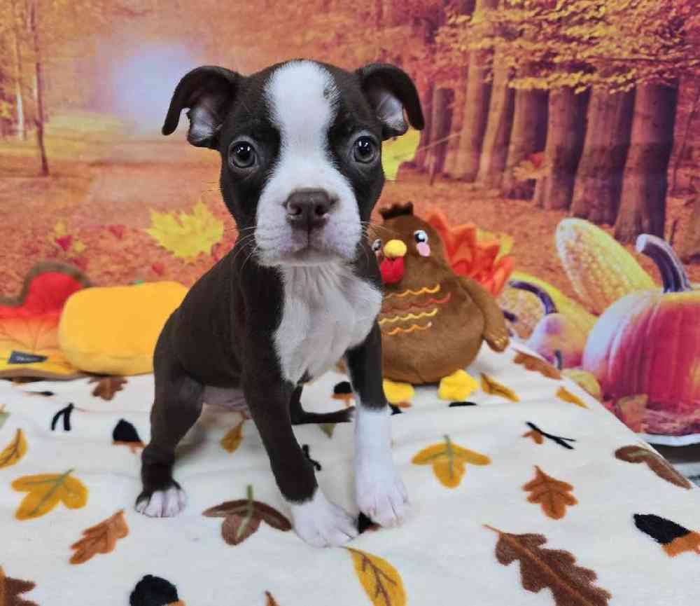 Male Boston Terrier Puppy for Sale in Virginia Beach, VA