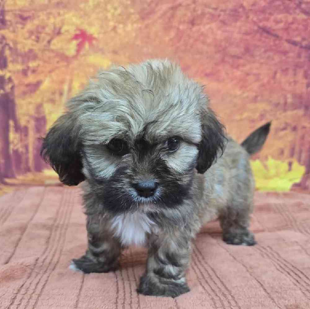 Male Lhasa Apso Puppy for Sale in Virginia Beach, VA