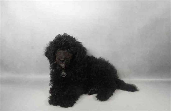 Poodle