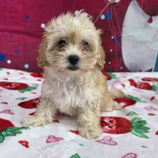 Maltipoo