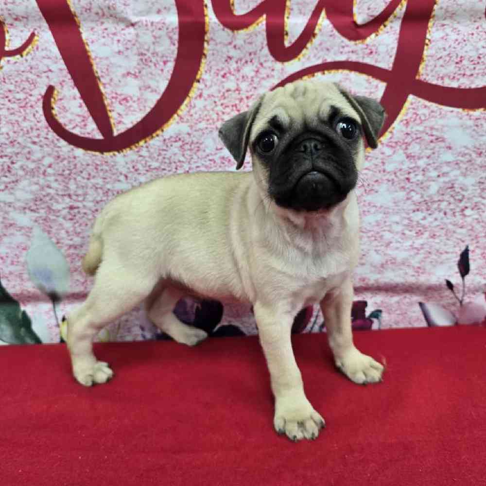 Male Pug Puppy for Sale in Virginia Beach, VA