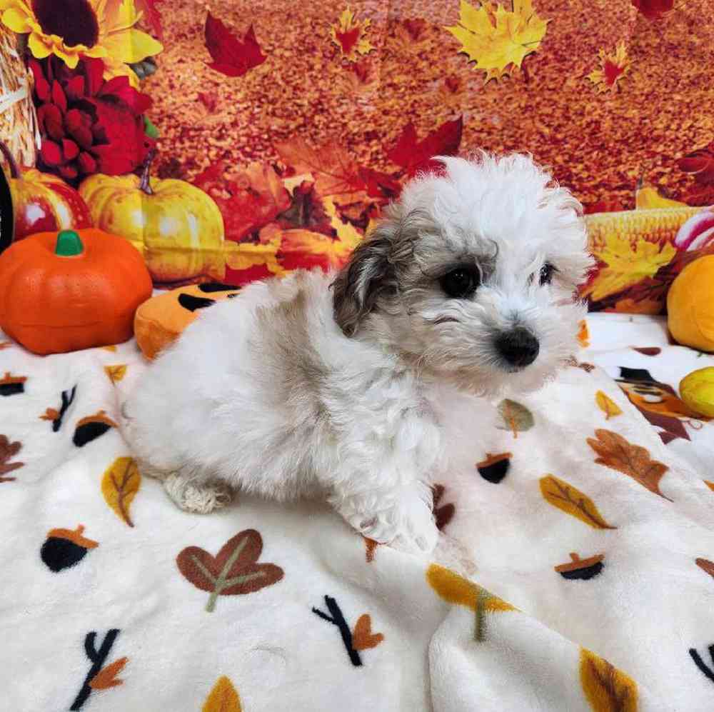 Male Bichonpoo Puppy for Sale in Virginia Beach, VA