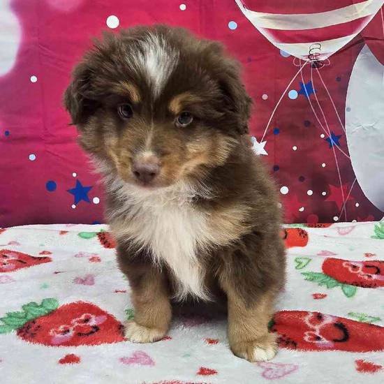 Toy Australian Shepherd 
