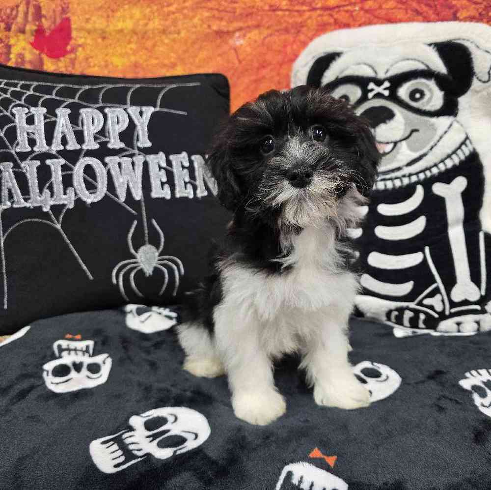 Male Havanese Puppy for Sale in Virginia Beach, VA