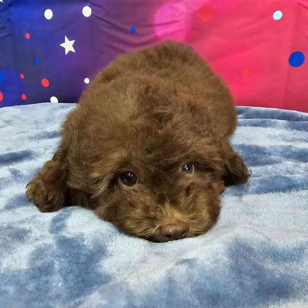 Male Mini Aussiedoodle Puppy for Sale in Virginia Beach, VA