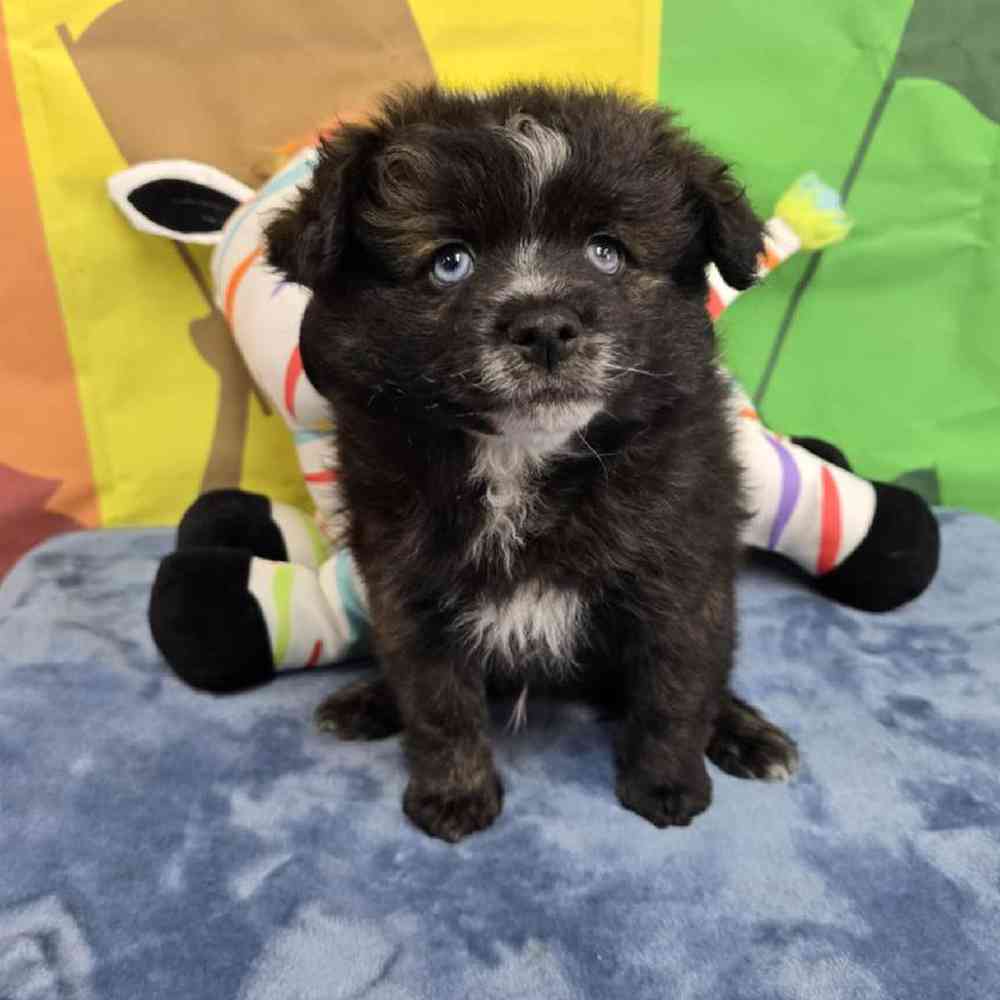 Male Pomsky Puppy for Sale in Virginia Beach, VA