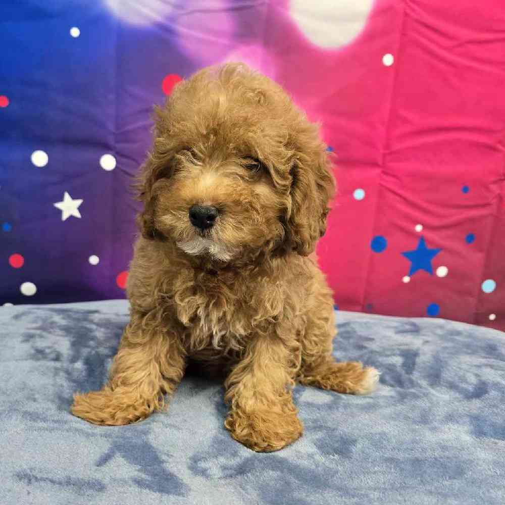 Female Mini Poodle Puppy for Sale in Virginia Beach, VA