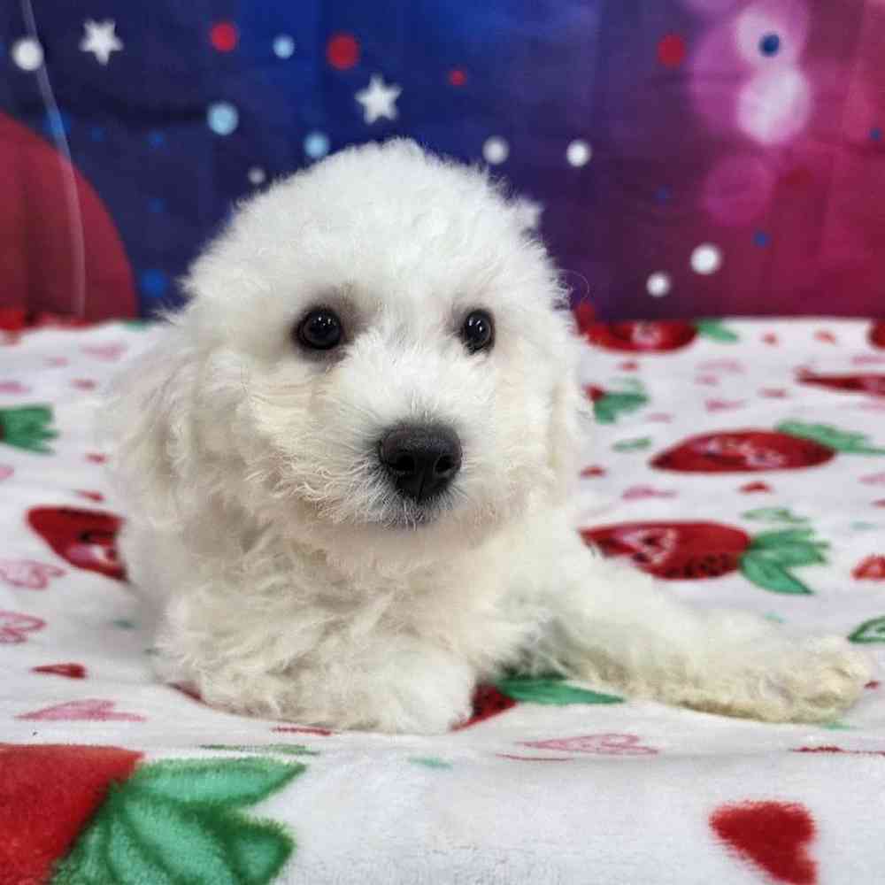 Male Bichon Puppy for Sale in Virginia Beach, VA