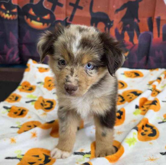 Toy Australian Shepherd 
